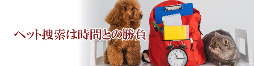 【新宿区　探偵】ペット捜索｜新宿区でペット捜索で探偵をお探しならスマイルエージェント新宿にお任せください。