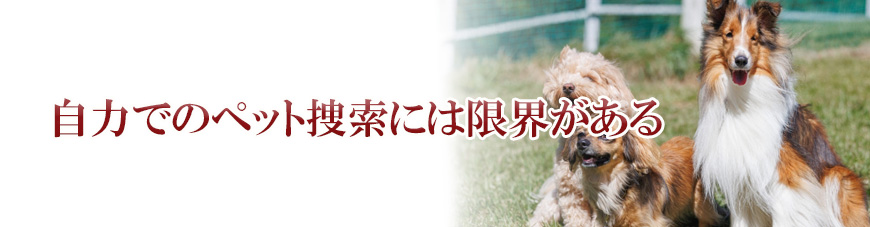 【新宿区　探偵】ペット捜索｜新宿区でペット捜索で探偵をお探しならスマイルエージェント新宿にお任せください。