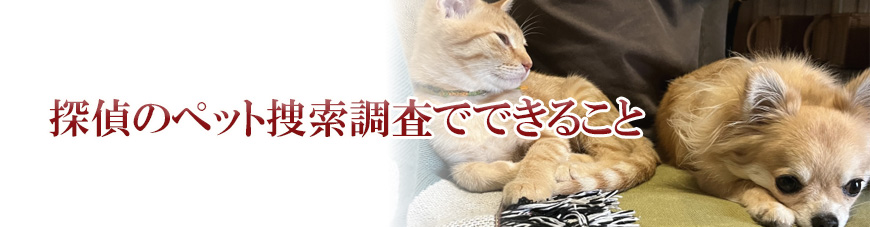 【新宿区　探偵】ペット捜索｜新宿区でペット捜索で探偵をお探しならスマイルエージェント新宿にお任せください。